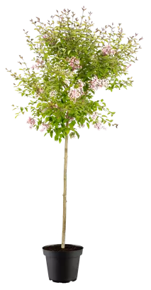 Herbstflieder 'Superba' - Syringa microphylla 'Superba'