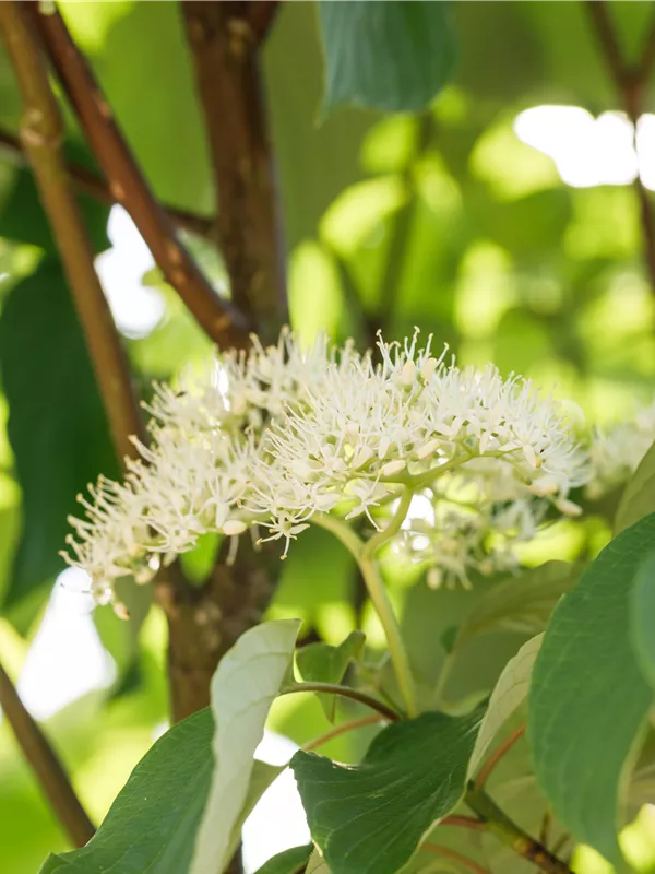 Niedriger Etagen-Hartriegel - Cornus alternifolia