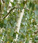 Himalayabirke 'Doorenbos' - Betula utilis 'Doorenbos'