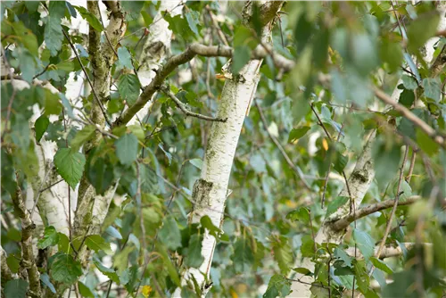 Himalayabirke 'Doorenbos' - Betula utilis 'Doorenbos'