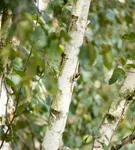 Himalayabirke 'Doorenbos' - Betula utilis 'Doorenbos'