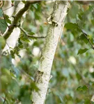 Himalayabirke 'Doorenbos' - Betula utilis 'Doorenbos'