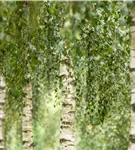 Himalayabirke 'Doorenbos' - Betula utilis 'Doorenbos'