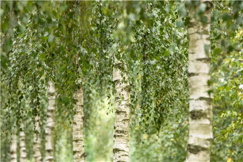 Himalayabirke 'Doorenbos' - Betula utilis 'Doorenbos'