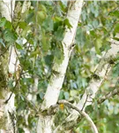 Himalayabirke 'Doorenbos' - Betula utilis 'Doorenbos'