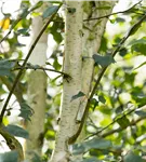 Himalayabirke 'Doorenbos' - Betula utilis 'Doorenbos'