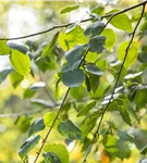 Himalayabirke 'Doorenbos' - Betula utilis 'Doorenbos'