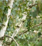 Himalayabirke 'Doorenbos' - Betula utilis 'Doorenbos'