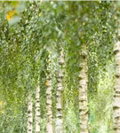 Himalayabirke 'Doorenbos' - Betula utilis 'Doorenbos'