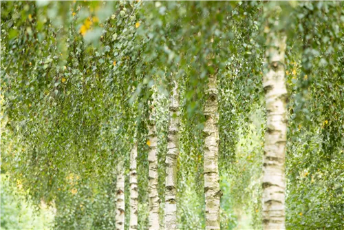 Himalayabirke 'Doorenbos' - Betula utilis 'Doorenbos'