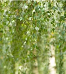 Himalayabirke 'Doorenbos' - Betula utilis 'Doorenbos'