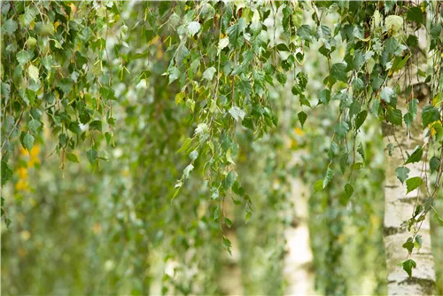 Himalayabirke 'Doorenbos' - Betula utilis 'Doorenbos'