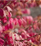 Korkflügelstrauch - Euonymus alatus