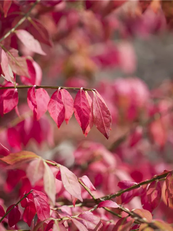 Korkflügelstrauch - Euonymus alatus