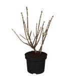 Korkflügelstrauch - Euonymus alatus