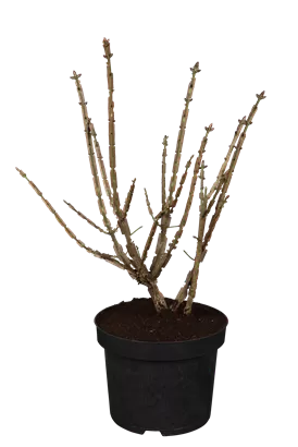 Korkflügelstrauch - Euonymus alatus