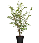 Korkflügelstrauch - Euonymus alatus