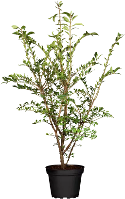 Korkflügelstrauch - Euonymus alatus
