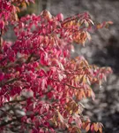 Korkflügelstrauch - Euonymus alatus