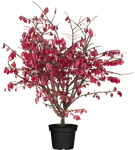 Korkflügelstrauch - Euonymus alatus