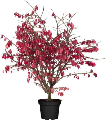 Korkflügelstrauch - Euonymus alatus