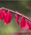 Korkflügelstrauch - Euonymus alatus