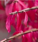 Korkflügelstrauch - Euonymus alatus