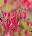 Korkflügelstrauch - Euonymus alatus