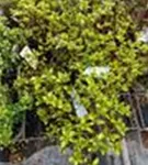 Yaku-Rhododendron 'Schneekrone' - Rhododendron yak.'Schneekrone' I