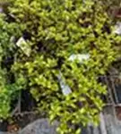 Yaku-Rhododendron 'Schneekrone' - Rhododendron yak.'Schneekrone' I