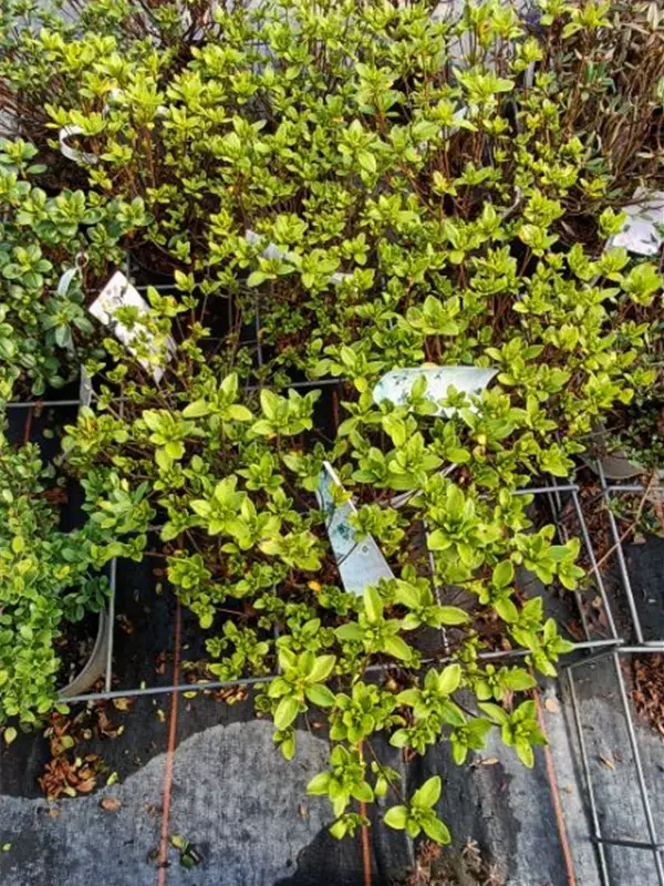 Yaku-Rhododendron 'Schneekrone' - Rhododendron yak.'Schneekrone' I