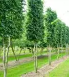 Hainbuche,Weißbuche - Carpinus betulus - Formgehölze
