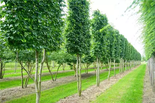 Hainbuche,Weißbuche - Carpinus betulus - Formgehölze