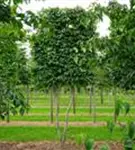 Hainbuche,Weißbuche - Carpinus betulus - Formgehölze