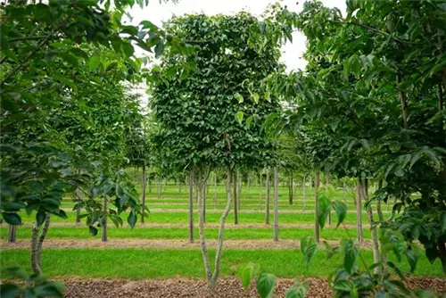 Hainbuche,Weißbuche - Carpinus betulus - Formgehölze