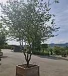 Eisenbaum - Parrotia persica - Unikum