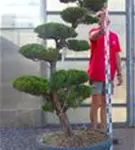 Strauchwacholder 'Kaizuka' - Juniperus chin.'Kaizuka'