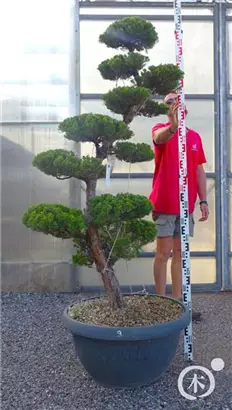 Strauchwacholder 'Kaizuka' - Juniperus chin.'Kaizuka'