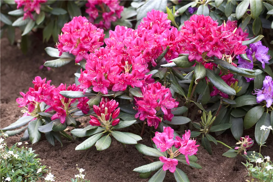 Rhododendron Hybr.'Nova Zembla' II, Rhododendron-Hybride 'Nova Zembla' -  Semper Verde Pflanzenzentrum Ullmer GbR