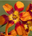 Großblumige Montbretie 'Emily McKenzie' - Crocosmia x crocosmiifl.'Emily McKenzie'