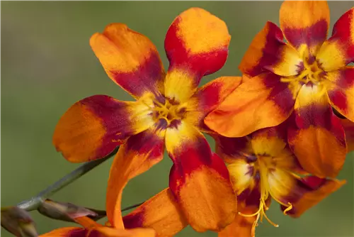 Großblumige Montbretie 'Emily McKenzie' - Crocosmia x crocosmiifl.'Emily McKenzie'