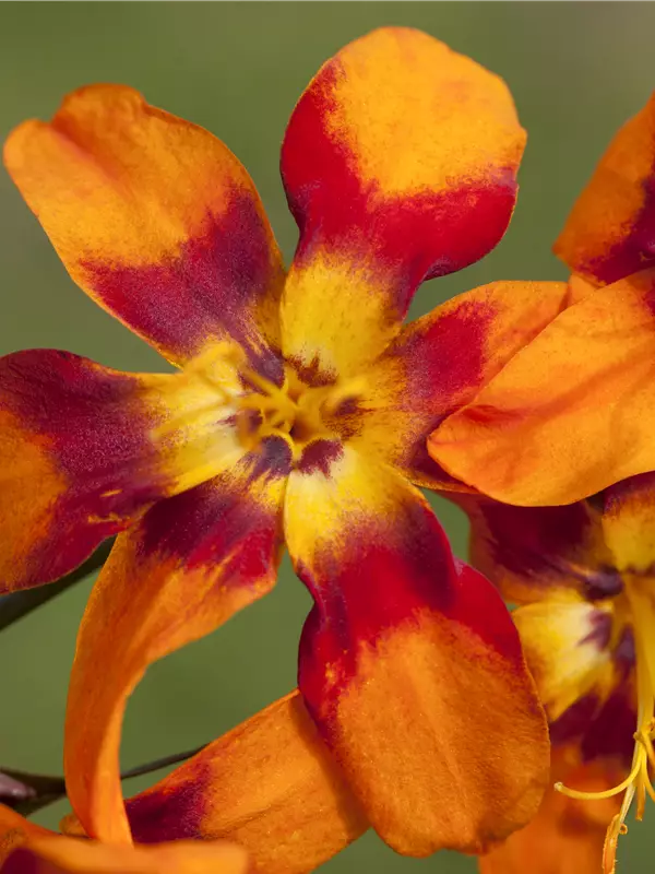 Großblumige Montbretie 'Emily McKenzie' - Crocosmia x crocosmiifl.'Emily McKenzie'