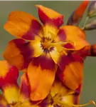 Großblumige Montbretie 'Emily McKenzie' - Crocosmia x crocosmiifl.'Emily McKenzie'
