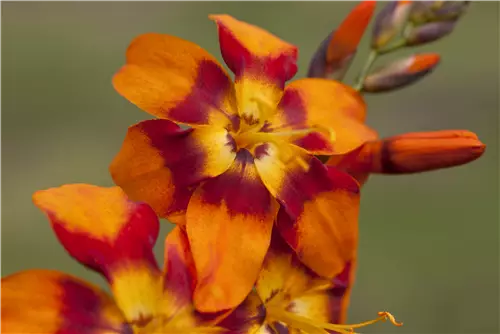 Großblumige Montbretie 'Emily McKenzie' - Crocosmia x crocosmiifl.'Emily McKenzie'