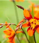 Großblumige Montbretie 'Emily McKenzie' - Crocosmia x crocosmiifl.'Emily McKenzie'