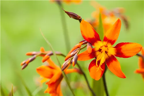 Großblumige Montbretie 'Emily McKenzie' - Crocosmia x crocosmiifl.'Emily McKenzie'