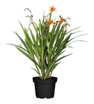 Großblumige Montbretie 'Emily McKenzie' - Crocosmia x crocosmiifl.'Emily McKenzie'