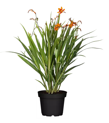 Großblumige Montbretie 'Emily McKenzie' - Crocosmia x crocosmiifl.'Emily McKenzie'