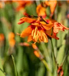 Großblumige Montbretie 'Emily McKenzie' - Crocosmia x crocosmiifl.'Emily McKenzie'