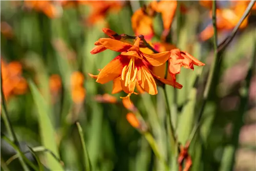 Großblumige Montbretie 'Emily McKenzie' - Crocosmia x crocosmiifl.'Emily McKenzie'